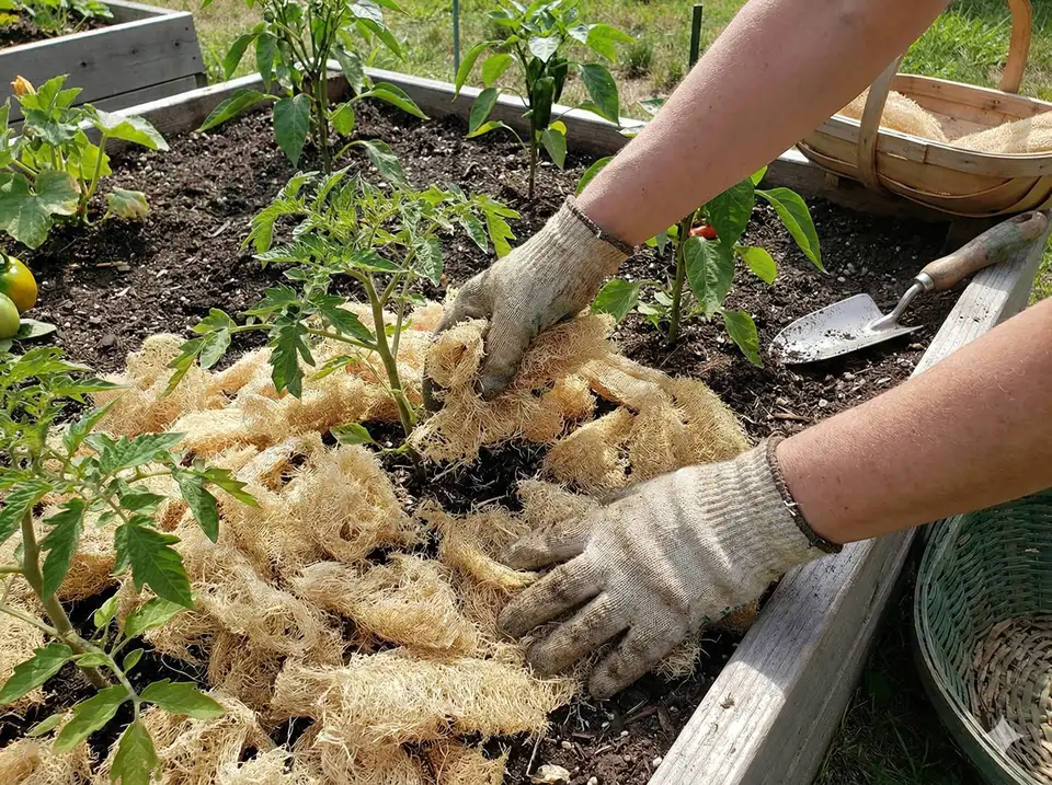 Spreading loofah mulch around tomato plants