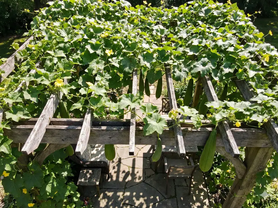 Loofah vines trained across wooden pergola structure