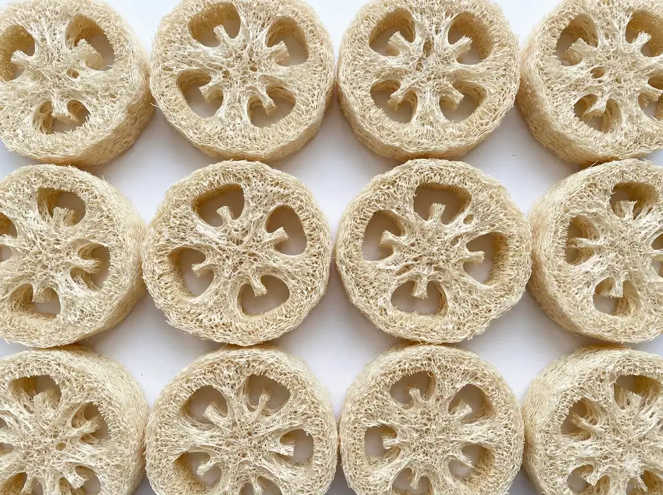 Uniform loofah slices approximately 1/2 inch thick arranged on white background showing natural texture