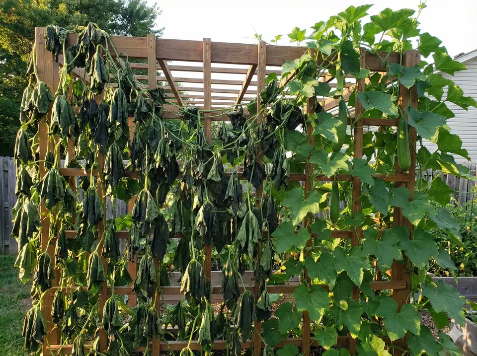 Bacterial wilt causing collapsed loofah vine
