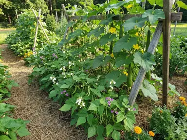 Bush beans planted near luffa vines to fix nitrogen in soil and improve plant health