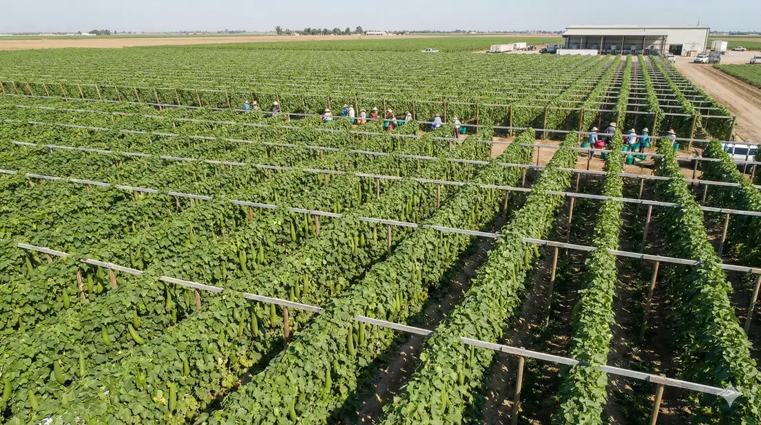Commercial loofah farm with rows of plants