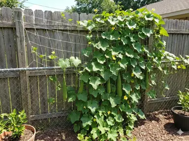 Trellis netting mounted on fence for vertical growing