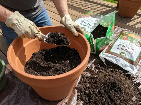 Hands filling large container with rich potting soil mix for luffa planting