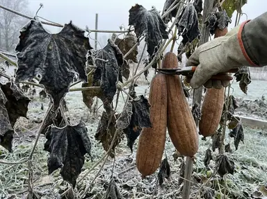 Frost damaged luffa vine showing cold weather effects
