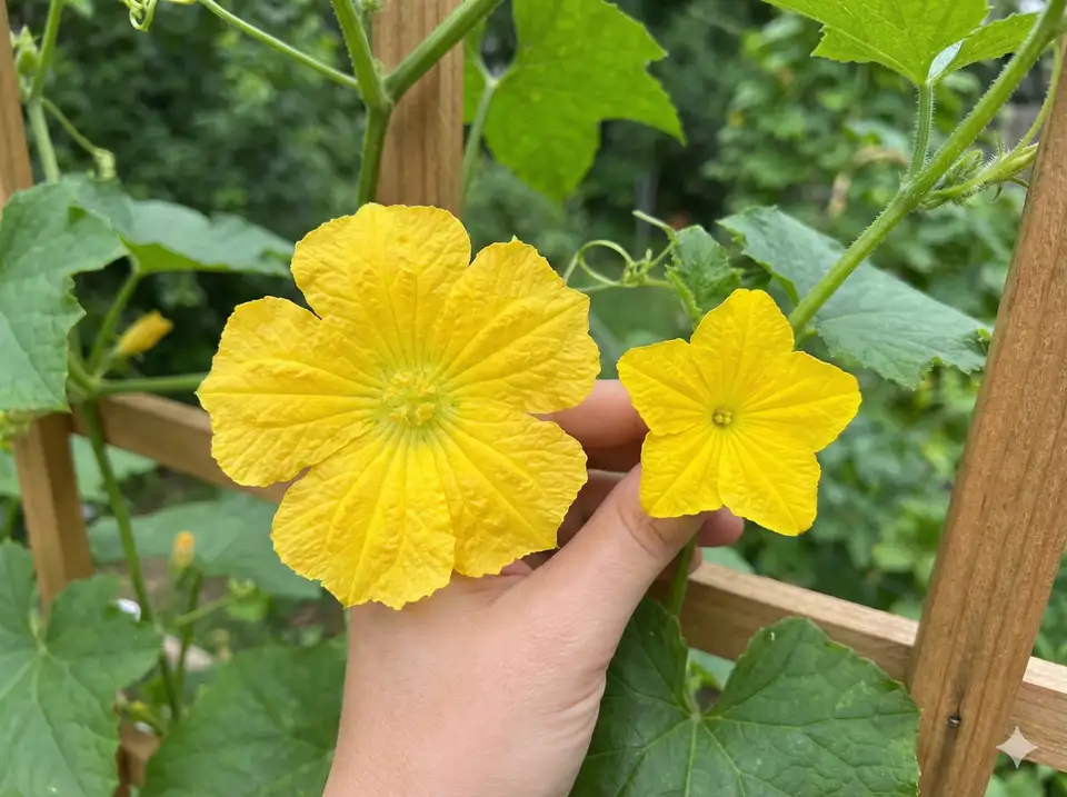 Loofah and cucumber flower comparison