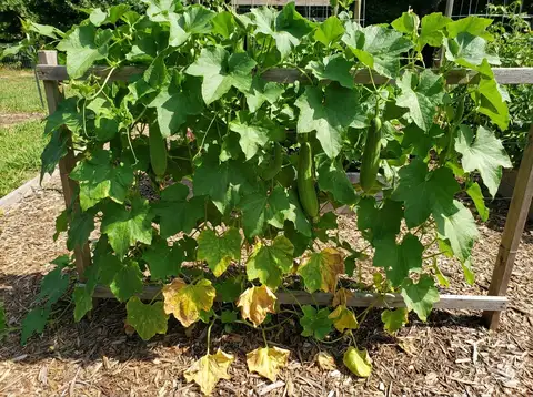 Natural aging of lower loofah leaves turning yellow