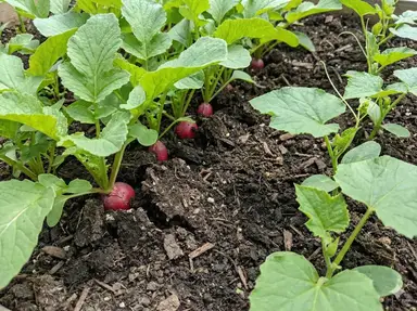 Radishes growing between luffa plants to break up compacted soil and deter pests
