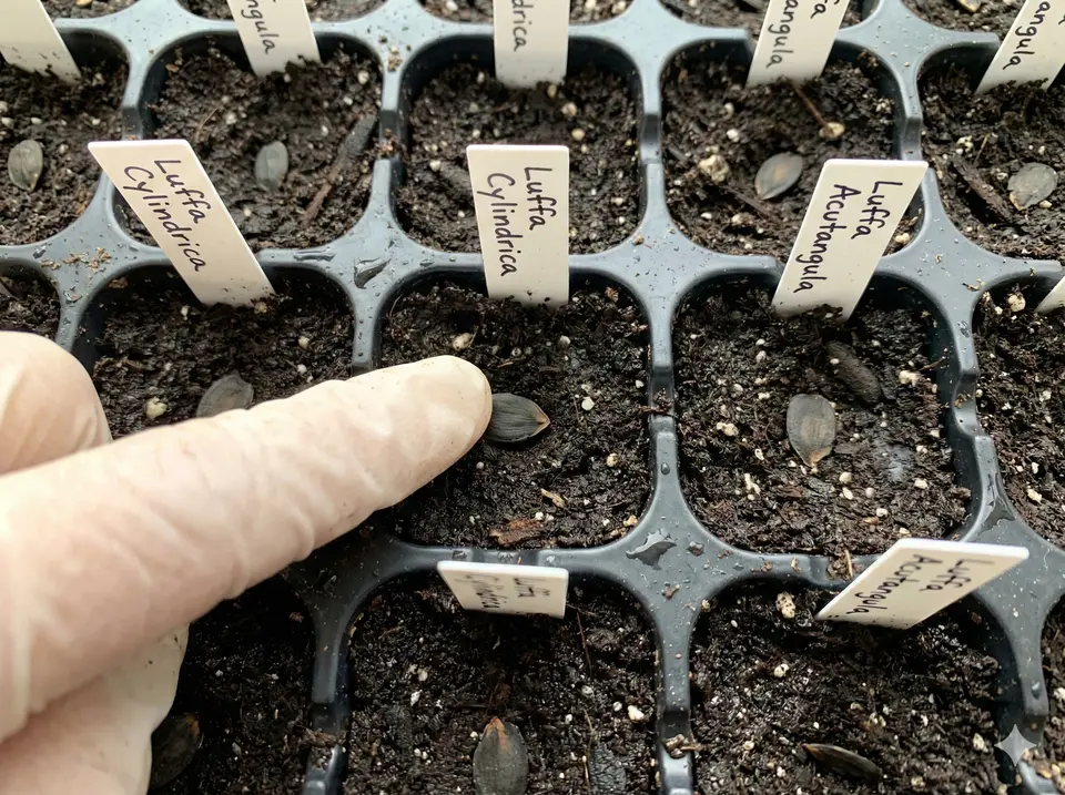 Luffa seeds planted in cells filled with seed starting mix at proper depth