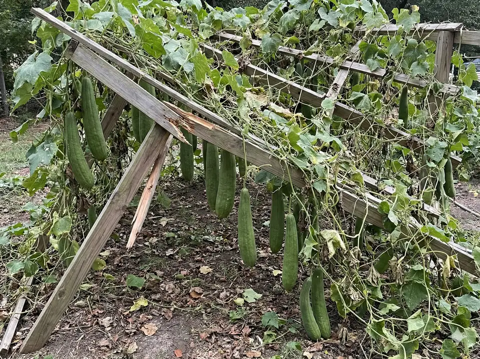 Collapsed loofah vines due to weak or inadequate trellis support